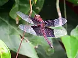 Male showing brownish body