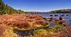 The shore of a lake lined with brown bog plants, dark water is at right. The lake is surrounded by evergreen trees and is under a bright blue sky.