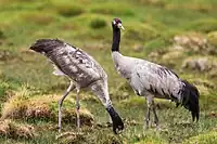 White crane with black neck and red forehead