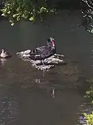 Black Swan, Auckland Zoo, 2018