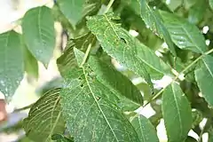 Signs of Geosmithia morbida and possibly a walnut twig beetle (Pityophthorus juglandis) on Black Walnut (Juglans nigra)