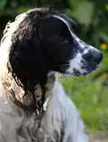 English Springer Spaniel