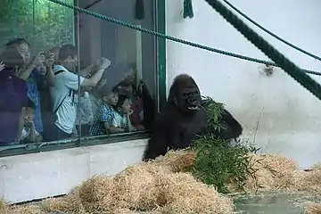 Gorilla enclosure