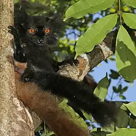 male black lemur