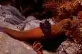 Brown morph of the black nudibranch