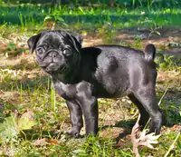 Fawn is the most common color for a pug, but the American Kennel Club also recognizes the color black. The Canadian Kennel Club recognizes the colors black, silver, apricot, and fawn.