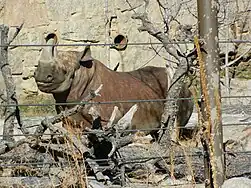 Black rhinoceros