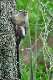 Gray monkey