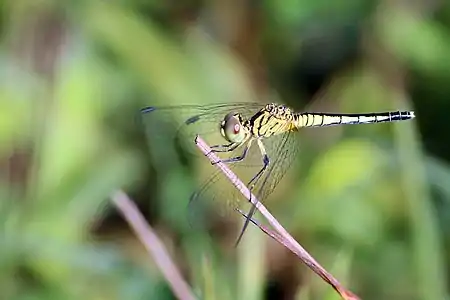 Diplacodes nebulosa female