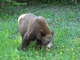 Cinnamon-coloured Black Bear eating dandelions, in Akamina Parkway.