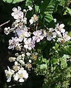 Blackberry blossoms.