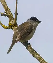 Eurasian blackcap Sylvia atricapilla