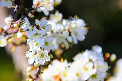 Blackthorn in blossom