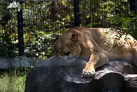 Lion relaxing on a rock.