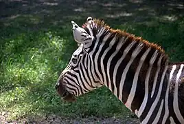 Zebra at the zoo.