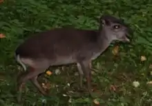 Blue duiker