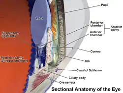 Partial section of the human eye