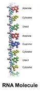 Model of a section of an RNA molecule.  The colored balls represent different atoms, while the names are names of compounds that make up the chain.  The left side of the chain contains ribose sugar which may require boron for its formation.