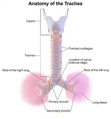 An anatomical diagram of the larynx, trachea, bronchi, and lung roots on a white background. The larynx is located at the top of the image, it is colored a light gray to indicate that it is made of cartilage. The trachea extends down from the larynx as a pink colored tube that is encircled by the tracheal cartilages, which are a series of ring-like structures (also colored gray). The trachea terminates at the carina, which is a bifurcation where the trachea splits into the left and right primary bronchi. The each primary bronchi enters the corresponding lung at the lung roots, before then splitting further into the secondary bronchi. The right lung is colored a redder shade of pink than the trachea. The left lung is a bluer, almost purple, shade of pink. As is normal for anatomical images; the left side is depicted on the right of the image, and vice versa.