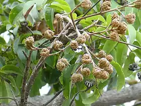 Ripening fruits