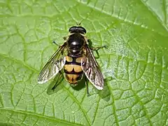 Western Wood Fly Blera scitula