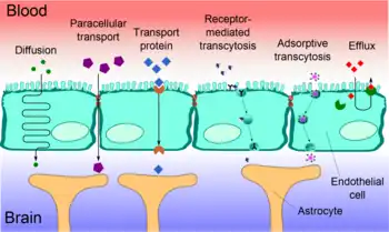 An image depicting blood–brain barrier shape and function.