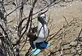 Blue-footed booby on Isla de la Plata in winter.