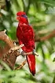 At Jurong Bird Park