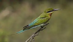 In the Yala National Park, Sri Lanka