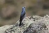 Male, late winter, Spain