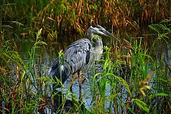 Great blue heron