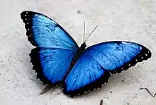 Blue Morpho