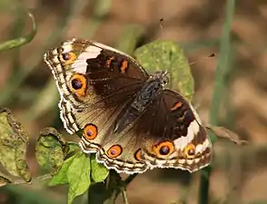 Dorsal view (female)