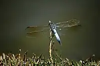 Adult in Margaret River, Western Australia