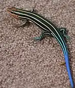 Five-lined skink (Plestiodon fasciatus)