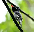 Male in threat-posture, Vidawa, Taveuni, Fiji Isles