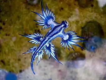 Blue dragon, Glaucus atlanticus