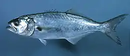 A silvery, spindle-shaped ray-finned fish with a forked tail