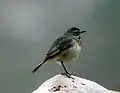 Bluethroat