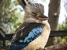 Male at Adelaide Zoo