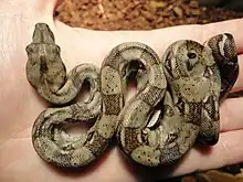 Boa constrictor (Boa constrictor)