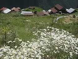 View of white flowers overlooking Bochorna village