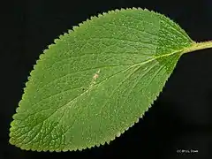 Leaf detail