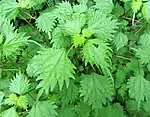 Variety tenera, showing glabrous leaves and a single elongated terminal tooth