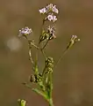 Boerhavia erecta in Hyderabad, India.