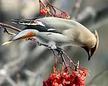 waxwing eating berries