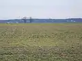 Fields in Bois Brule