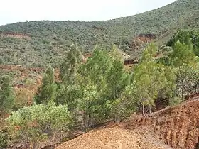 Tropical savannah in New Caledonia