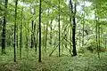 View from the forest of the Bolen Bluff trail.