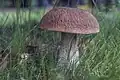 Image 8Boletus edulis, also known as "cep", is an edible wild bolete found in Europe (from Mushroom)